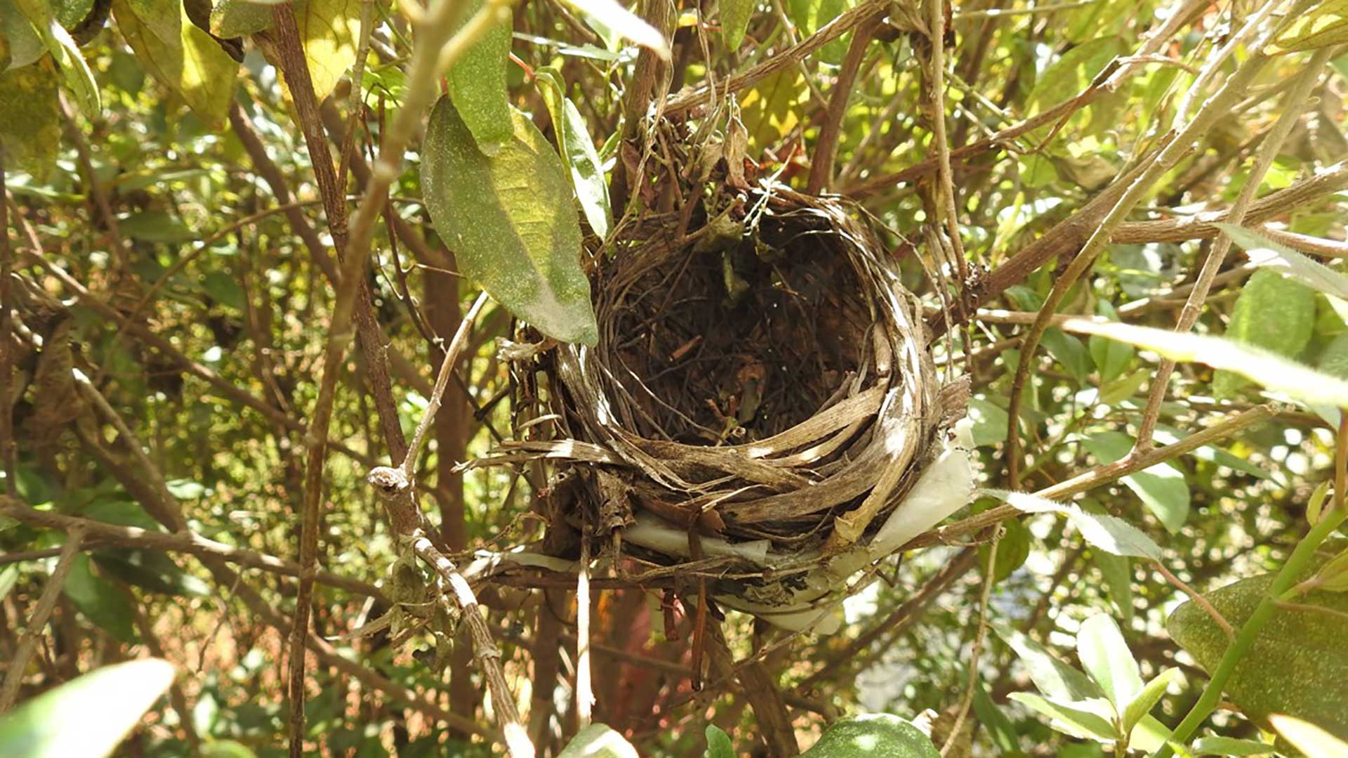 Migrating birds build nests in the treetops of the Collins Aerospace Bengaluru site’s 30-foot silk oaks.