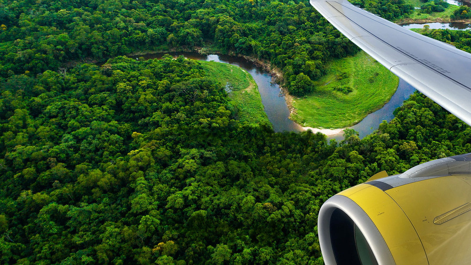 aerial view forest