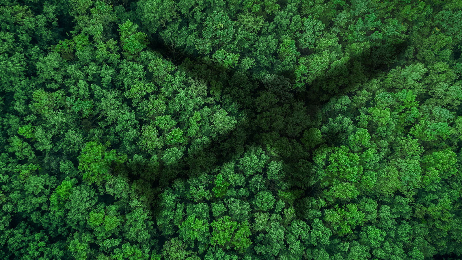 Shadow of a plane flying over a lush green forest